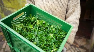 The image shows a person carrying 2 boxes filled with fresh lettuce.